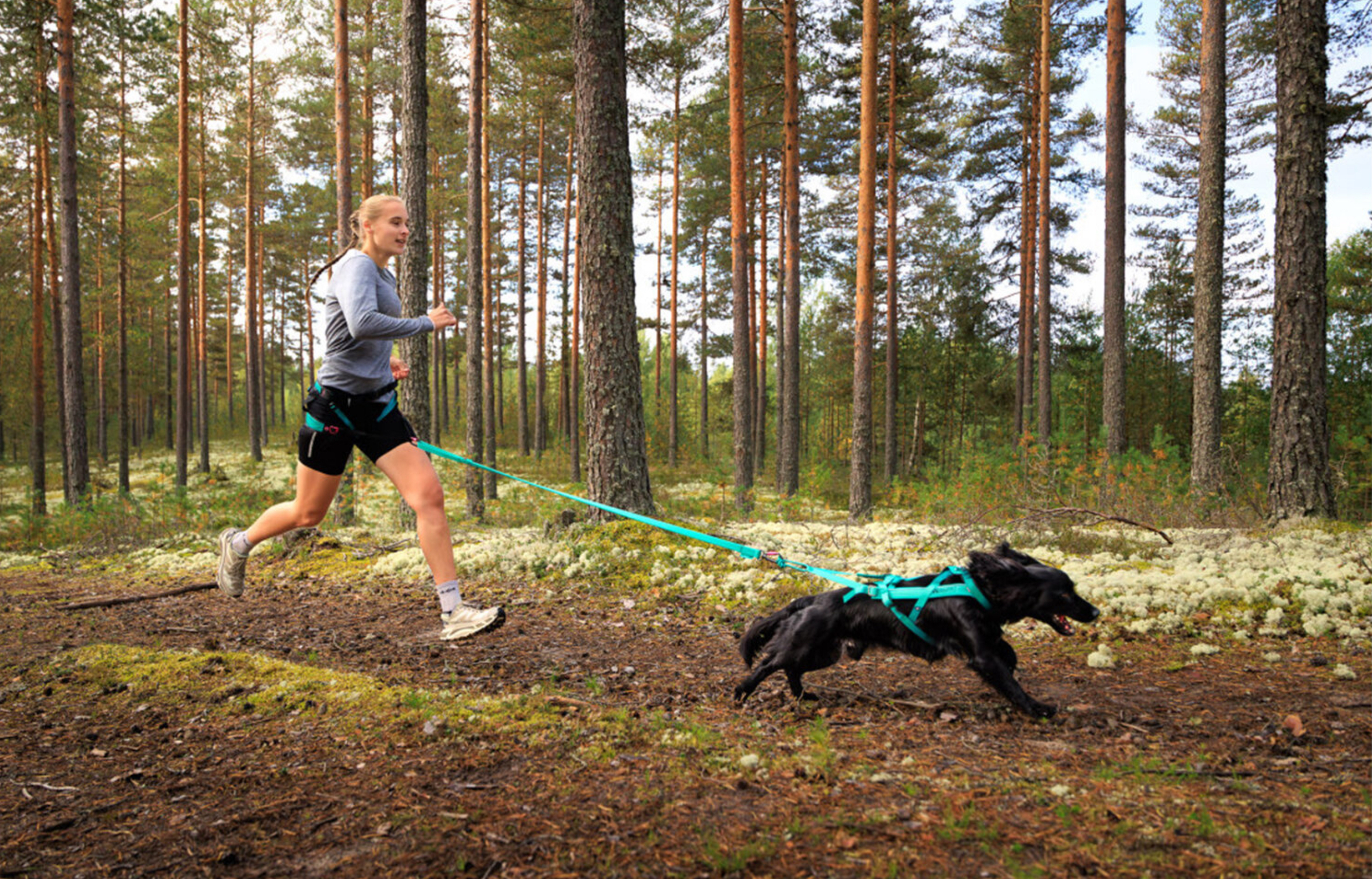 Zuggeschirr Non-stop dogwear Freemotion Harness 5.0 aqua