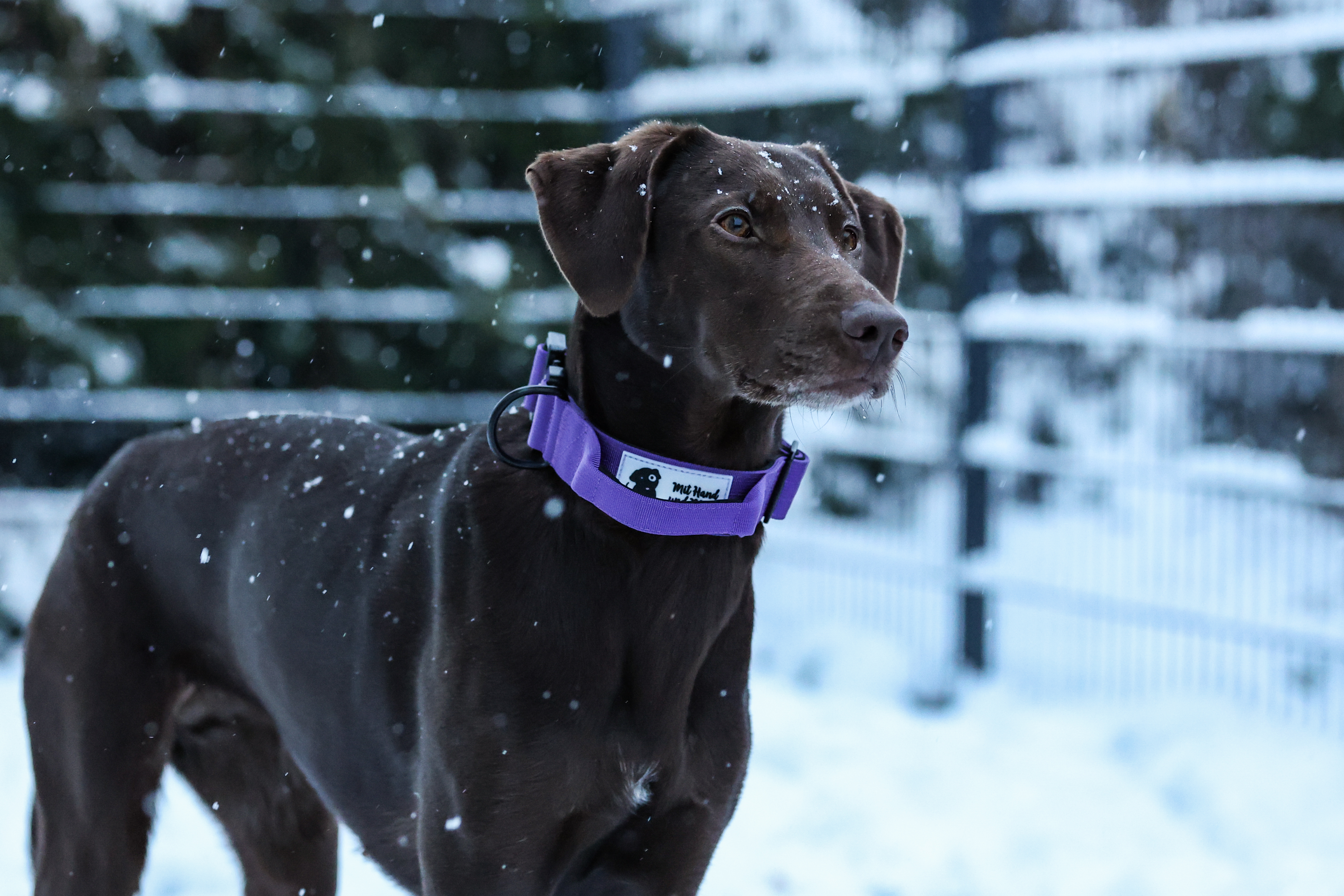 Hundehalsband Secure Grip lila