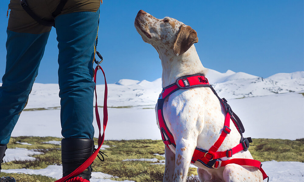 Wandergeschirr Comfort Trek von i-Dog