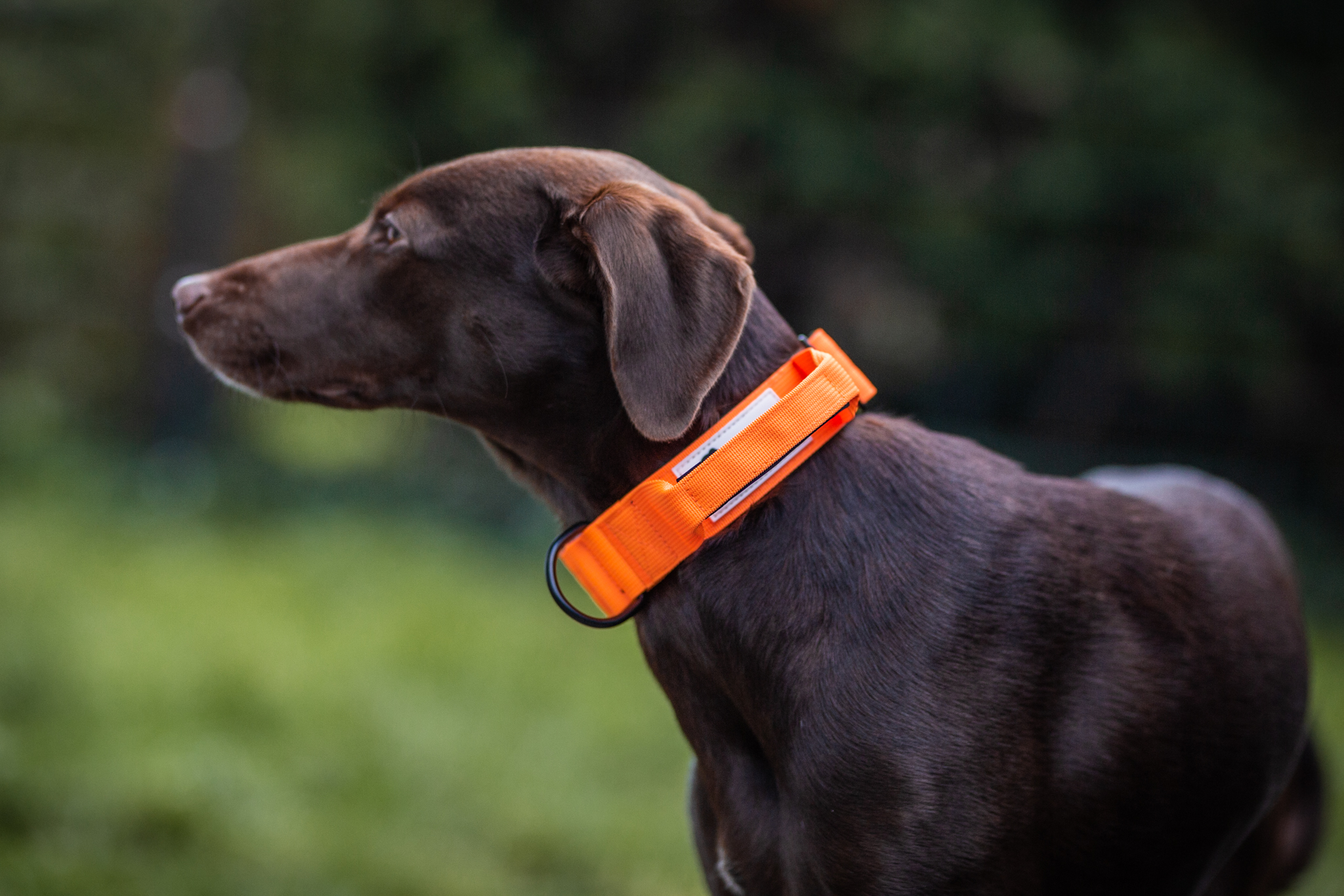 Hundehalsband Secure Grip orange