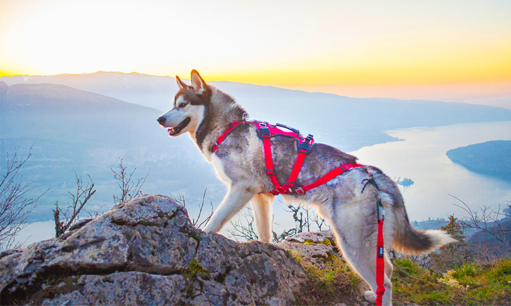 Wandergeschirr Comfort Trek von i-Dog