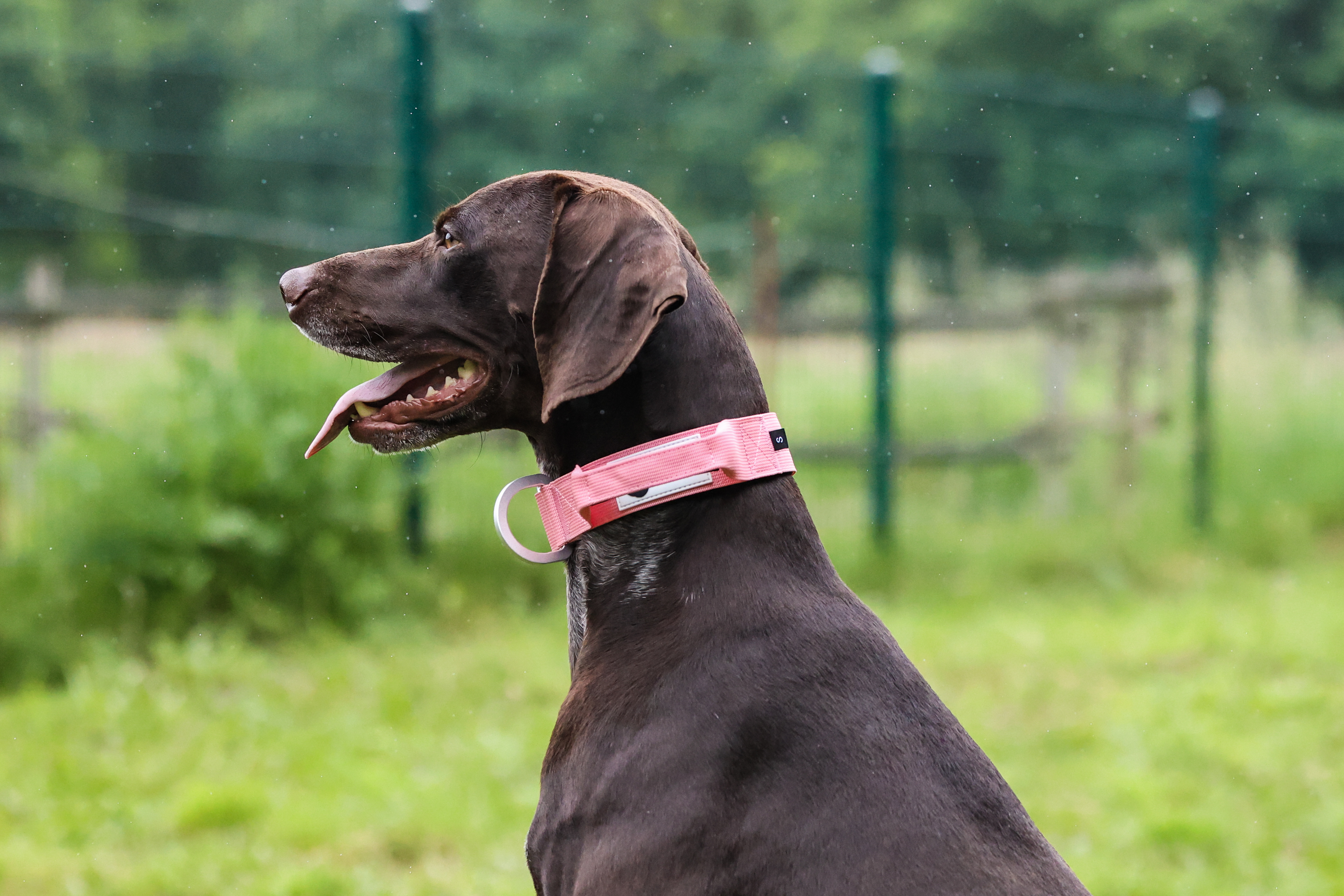 Hundehalsband Secure Grip Light rosa