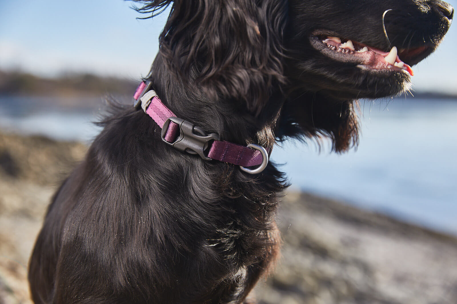 Tumble Collar von Non-Stop Dogwear