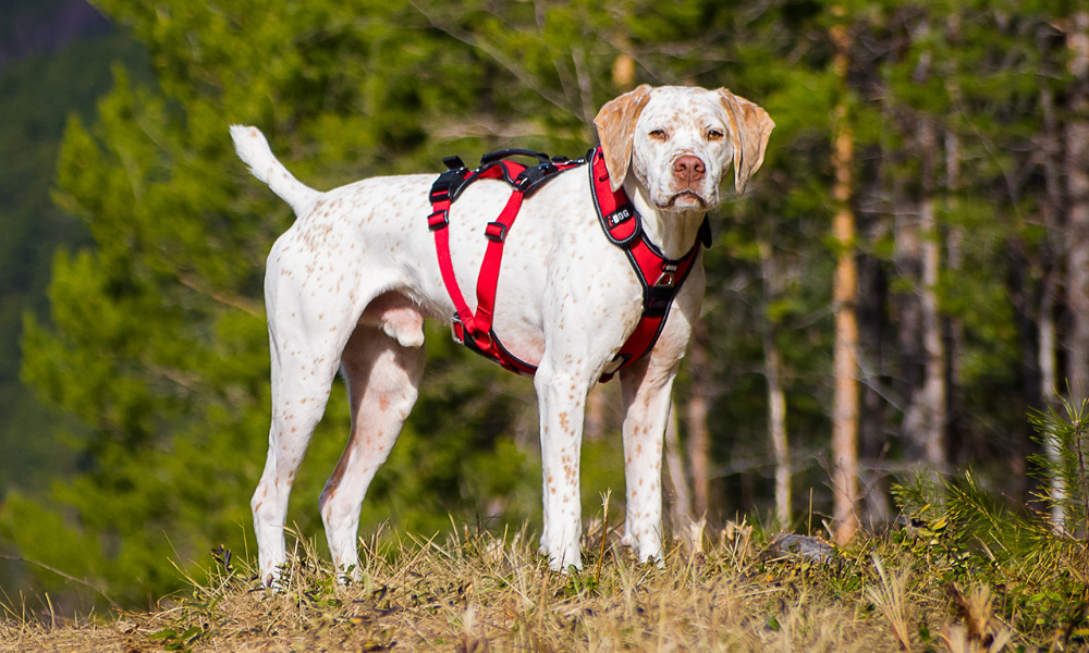 Wandergeschirr Comfort Trek von i-Dog