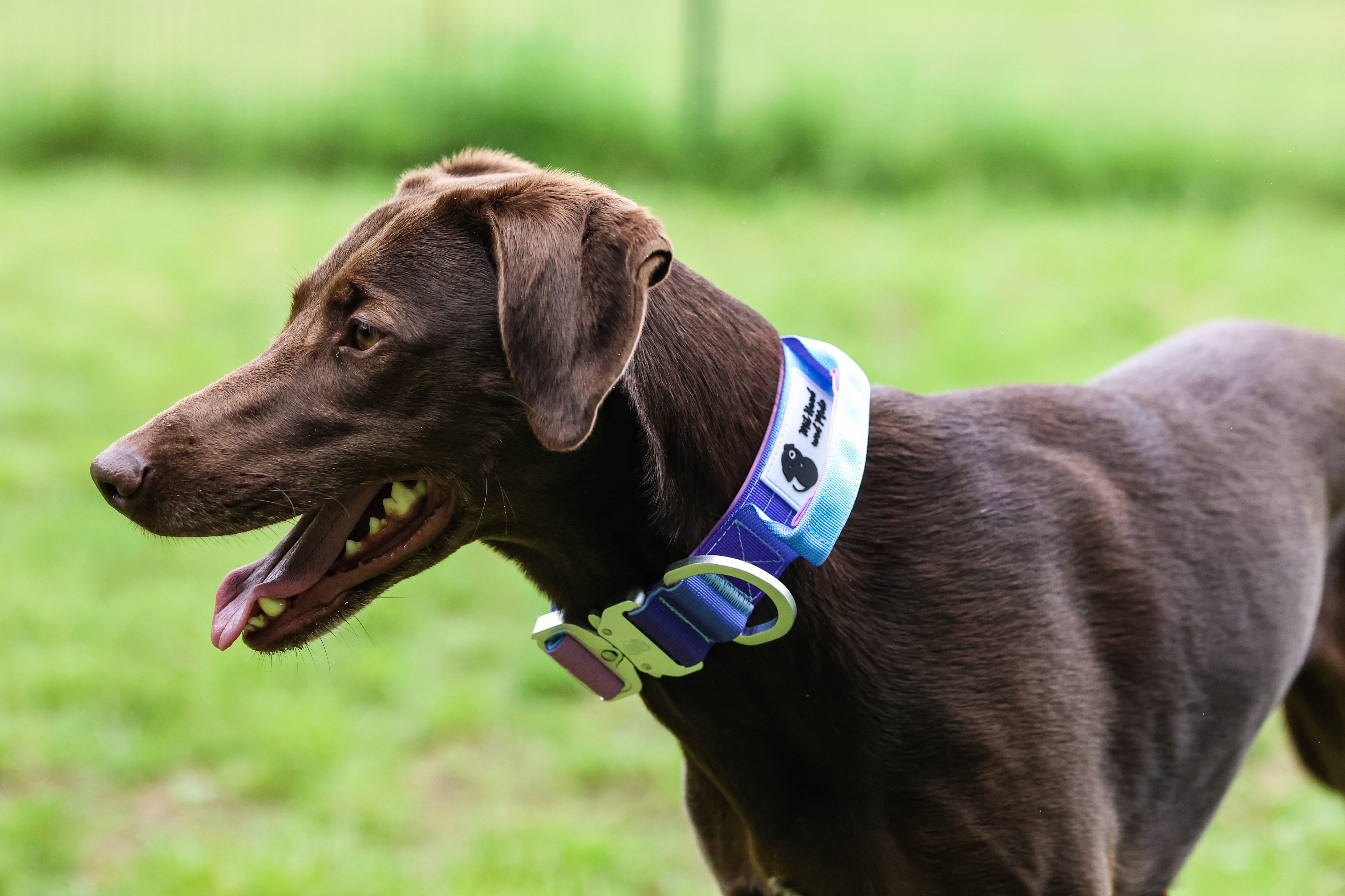 Hundehalsband Secure Grip Pride 2024