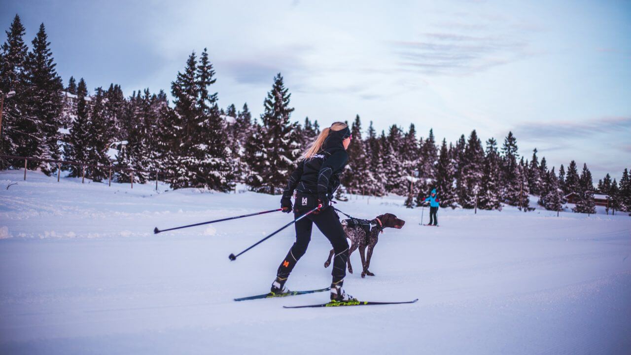 Løype Belt von Non-stop dogwear