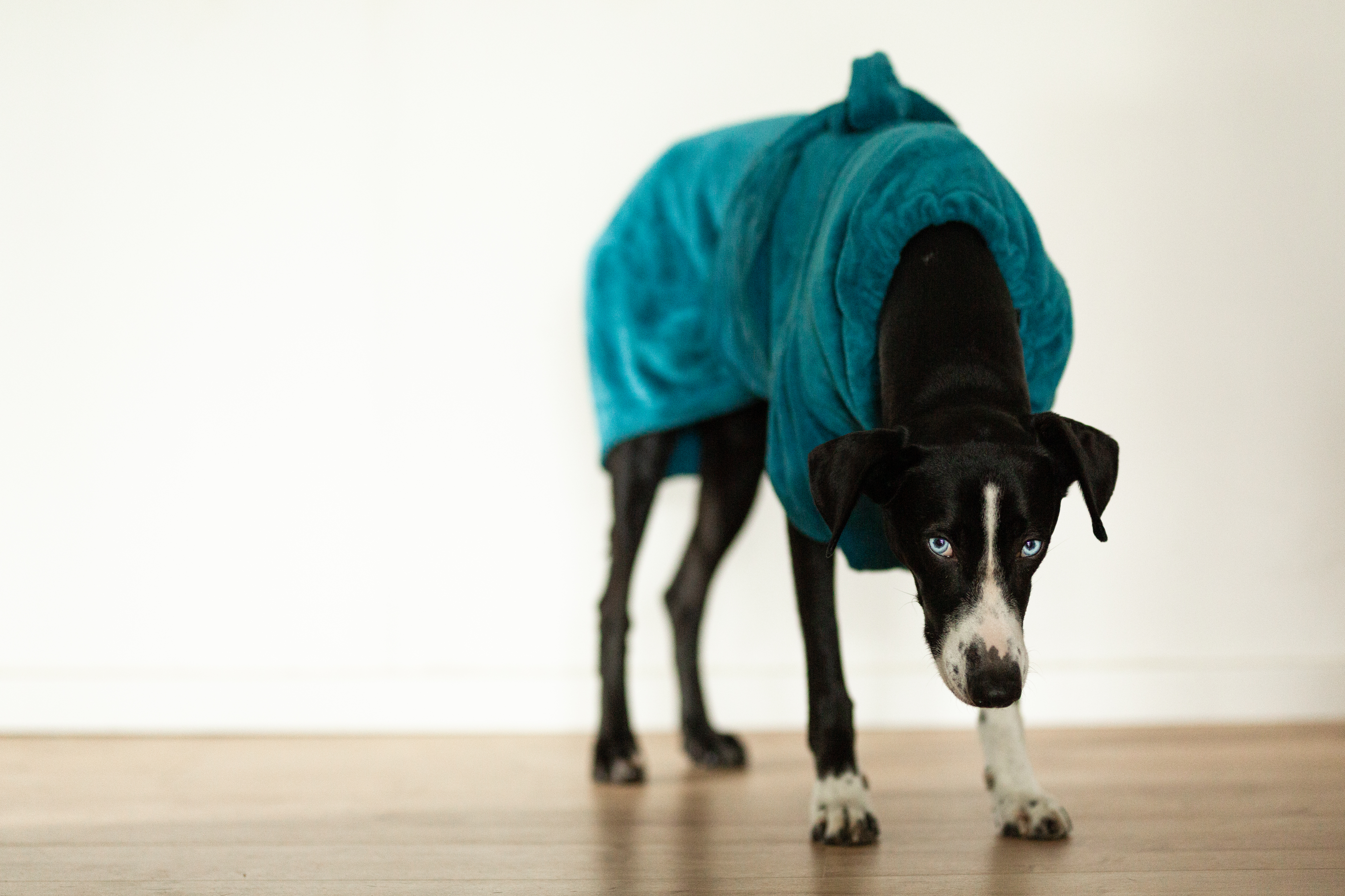 Hundebademantel Microfaser