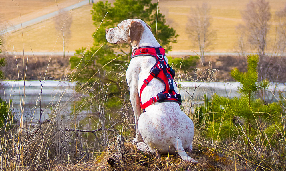 Wandergeschirr Comfort Trek von i-Dog