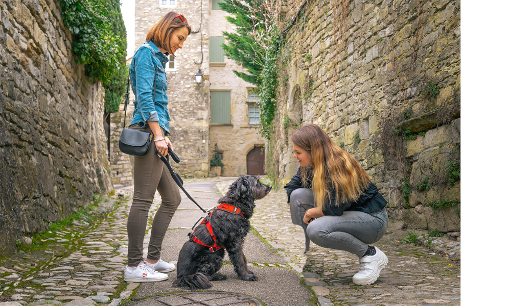 Wandergeschirr Comfort Trek von i-Dog